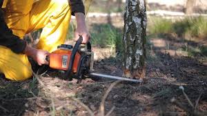 Best Tree Maintenance Programs  in , ME