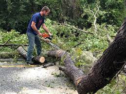 Best Emergency Tree Removal  in , ME