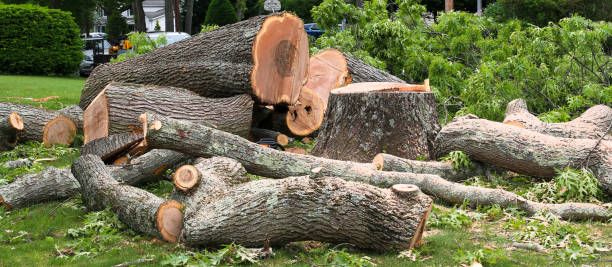 Best Storm Damage Tree Cleanup  in , ME