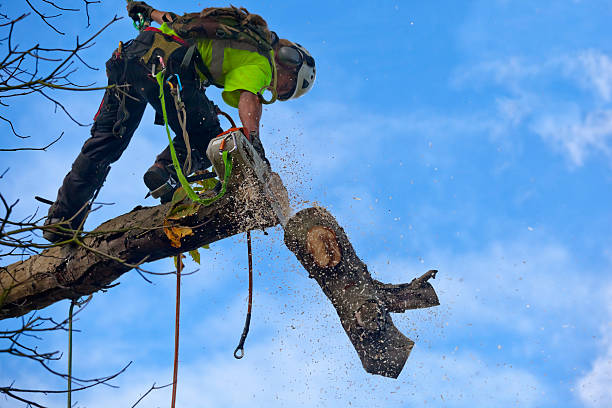 Best Tree Trimming and Pruning  in , ME