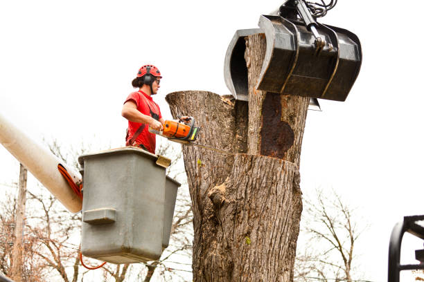 Best Tree Preservation Services  in , ME